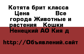 Котята брит класса › Цена ­ 20 000 - Все города Животные и растения » Кошки   . Ненецкий АО,Кия д.